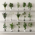 Indoor Bonsai Potted Plants Display On Multi tiered Shelves With Various Plant Varieties