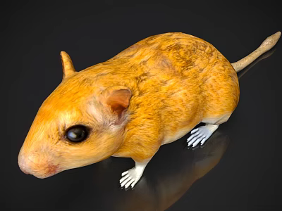 Yellow Reptile with Mouse Like Appearance Large Black Eyes and White Claws on Black Background 3d model