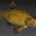 Golden Carp Fish With Shiny Scales Red Eyes And Open Mouth In Natural Environment