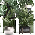 Lush Green Potted Plants with Large Monstera Leaves and Ceramic Metal Pots Arranged on Shelves