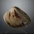 Natural Brown Pink Shell With Spotted Texture And Shiny Surface On Dark Background