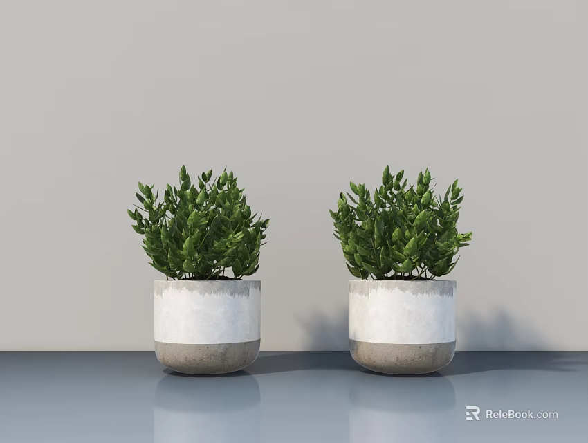 Two Green Bonsai Plants in White and Gray Concrete Pots for Modern Indoor Setting 3d model 