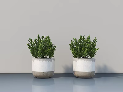 Two Green Bonsai Plants in White and Gray Concrete Pots for Modern Indoor Setting 3d model