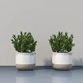 Two Green Bonsai Plants in White and Gray Concrete Pots for Modern Indoor Setting