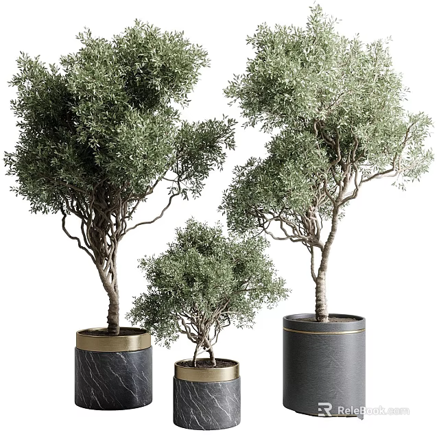 Stylish Garden Decor Featuring Potted Olive Trees in Black Cylindrical Pots with Gold Trim 3d model 
