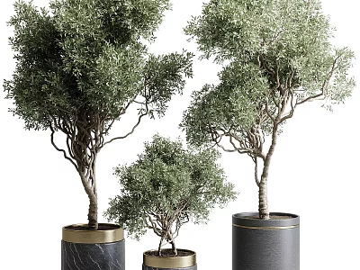 Stylish Garden Decor Featuring Potted Olive Trees in Black Cylindrical Pots with Gold Trim 3d model