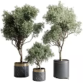 Stylish Garden Decor Featuring Potted Olive Trees in Black Cylindrical Pots with Gold Trim