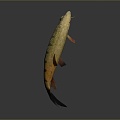 Catfish Carp Sturgeon Bass Freshwater Fish Various Carp Grass Carp Crucian Carp 3d model