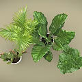 Various Potted Plants Including Cactus Palm and Large Leaf in Gray Pots on Beige Background