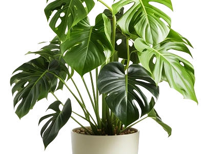 2D green plant potted tree model