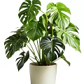 Monstera Tree with Large Green Leaves in White Ceramic Pot as Indoor Plant