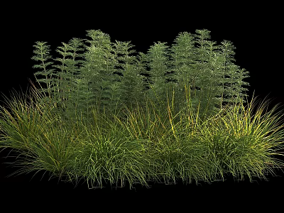Lush Green Shrubs With Feathery Foliage And Grasses In Garden Landscape Design 3d model
