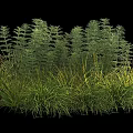 Lush Green Shrubs With Feathery Foliage And Grasses In Garden Landscape Design