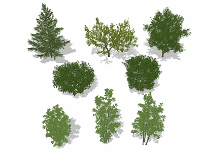 Various Types of Arbor Trees with Different Foliage and Shapes for Landscaping 3d model
