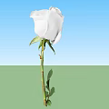 Close Up View Of White Flower Plant With Green Stem And Fresh Leaves
