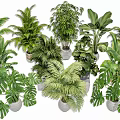 Display Of Various Green Potted Plants With Lush Leaves In Decorative Pots