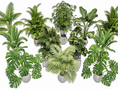 Display Of Various Green Potted Plants With Lush Leaves In Decorative Pots 3d model