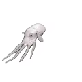 White Marine Octopus Aquatic Animal With Long Tentacles And Distinctive Eyes