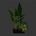 Tropical Potted Plants With Large Green Leaves And Orange Flowers In Brown Pots