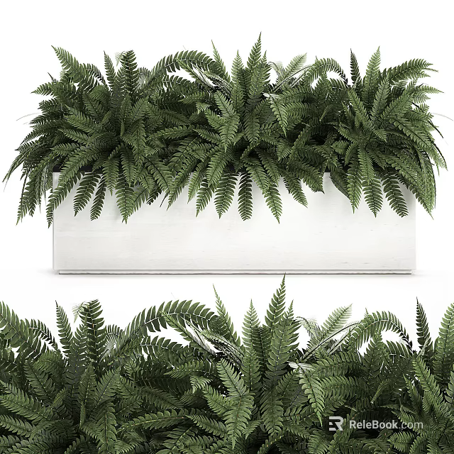 Lush Green Fern Bonsai Planter In White Rectangular Container With Dense Foliage 3d model