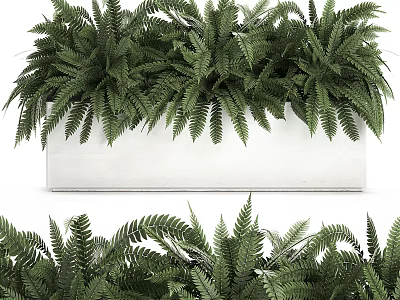 Lush Green Fern Bonsai Planter In White Rectangular Container With Dense Foliage 3d model