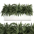 Lush Green Fern Bonsai Planter In White Rectangular Container With Dense Foliage 3d model