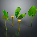 Plants With Large Green Leaves And Small Yellow Flowers On Green Stems