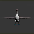 Beautiful Flight Animal Bird with Pink Head White Body Brown Wings and Blue Feet Standing