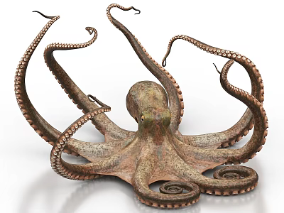 Detailed Realistic Copper Colored Octopus With Curled Tentacles Marine Aquatic Animal 3d model