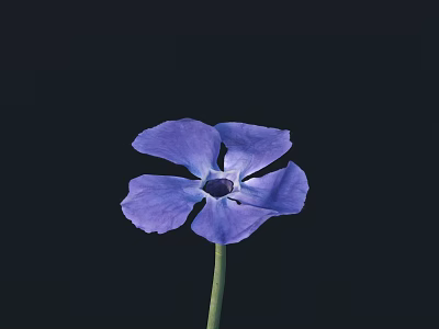 Vibrant single blue flower with dark center and green stem isolated on black background 3d model