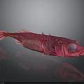 Red Fish With Transparent Body Prominent Eyes On Gray Background And Reflection On Smooth Surface