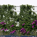 Green Vines Covering Chain Link Fence With Purple Flowers And Lush Foliage