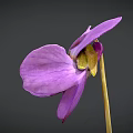 Close Up Of Blooming Purple Violet Flower With Delicate Petals On Gray Background