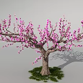 Lush Outdoor Flowering Arbor With Pink Blossoms Tree Trunk Green Grass And Shadow