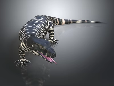 Black and White Striped Lizard with Open Mouth and Tongue on Gray Background 3d model