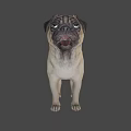 Pug Game Movie Character 3D Model Standing Pose In Light Blue Background
