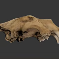 Detailed Wild Animal Skull Skeletal Structure With Sharp Canine Teeth