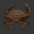 Brown Crab With Yellow Spots And Large Claws Isolated On Dark Background