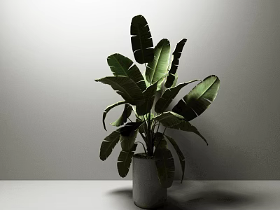 Large Leaf Potted Plant In Minimalist Gray Pot For Modern Indoor Decor 3d model