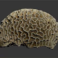 Coral Polyps Structure With Intricate Honeycomb Pattern On Gray Background