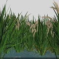 Rice Plants With Green Leaves And Golden Ears Growing In Water