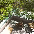 Outdoor Leisure Chair In Courtyard With Lush Green Trees And Stone Floor