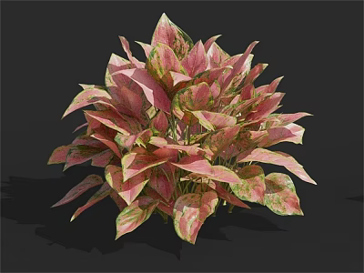 Lush Decorative Houseplant With Pink And Green Heart Shaped Leaves 3d model