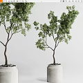 Green Bonsai Trees in Light Colored Pots with Small Pebbles Against White Background