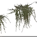 Lush Hanging Vines With Green Leaves And Trailing Branches For Natural Decoration