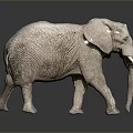 Gray Elephant With Detailed Skin Texture Large Ears And Long Trunk On Reflective Surface