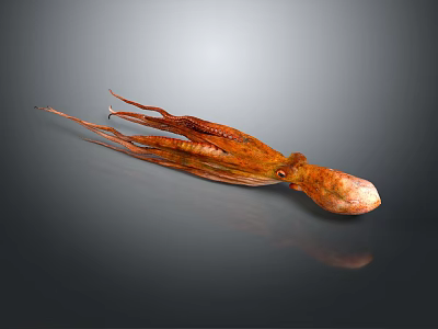 Orange Squid With Long Tentacles Isolated On Gray Background With Reflection 3d model