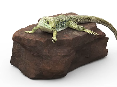 Green Reptile Lizard Resting On Brown Rock In Natural Habitat 3d model