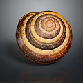 Snail With Spiral Striped Shell In Brown And Yellow On Gray Background With Reflection