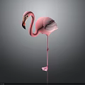 Elegant Pink Flamingo Standing On Dark Background With Soft Feathers And Reflection